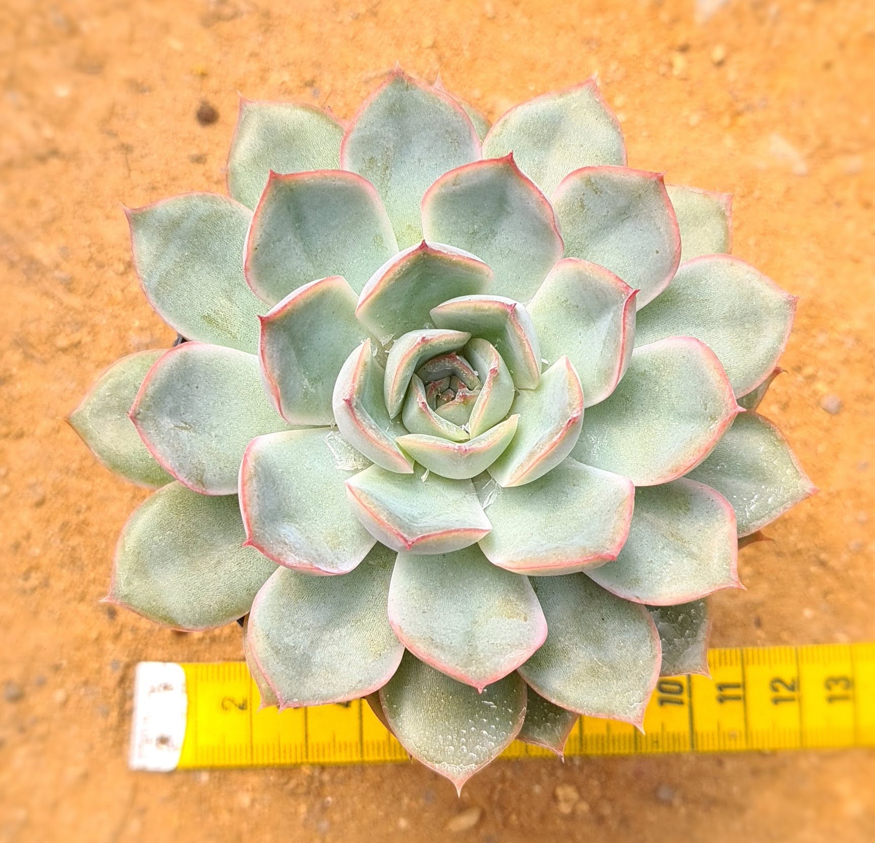 suculenta roseta
