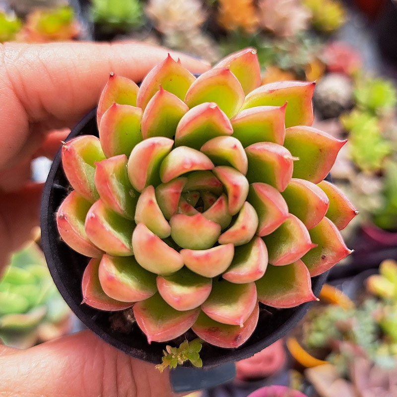 suculenta mexicana