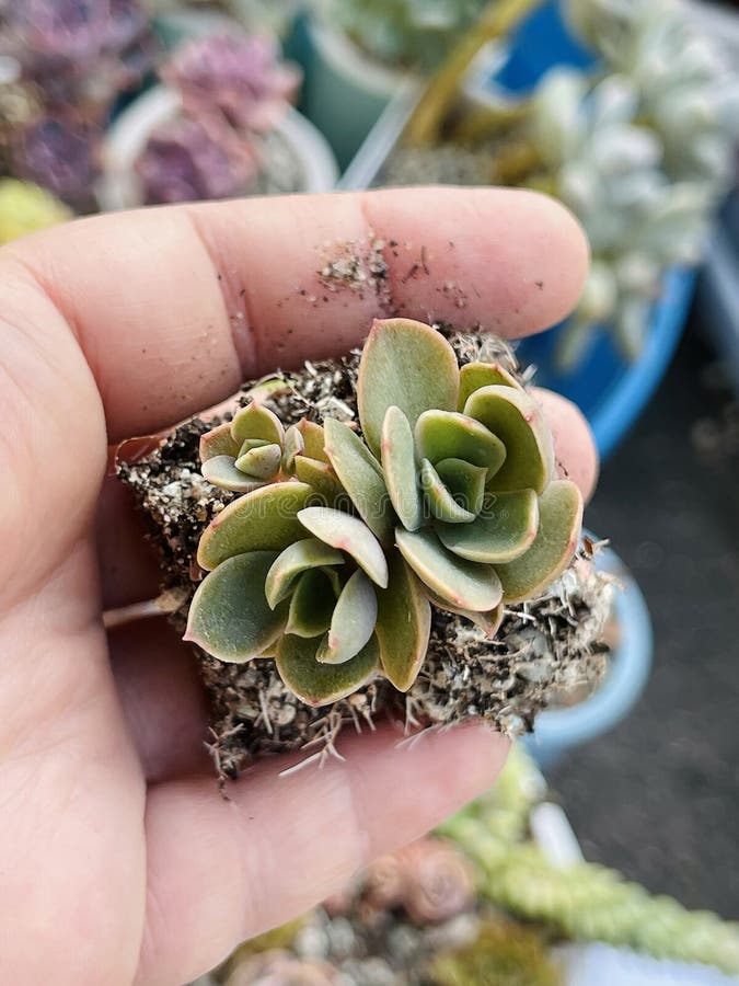 hen and chicks suculenta