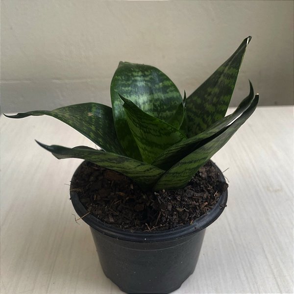 Dracaena