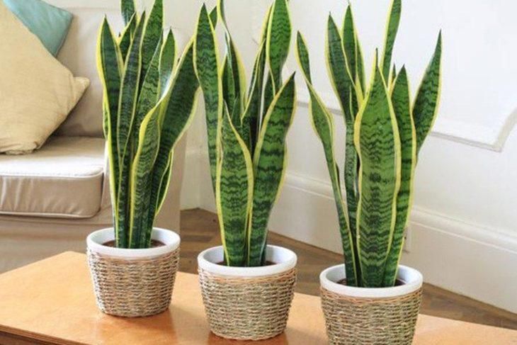 Sansevieria