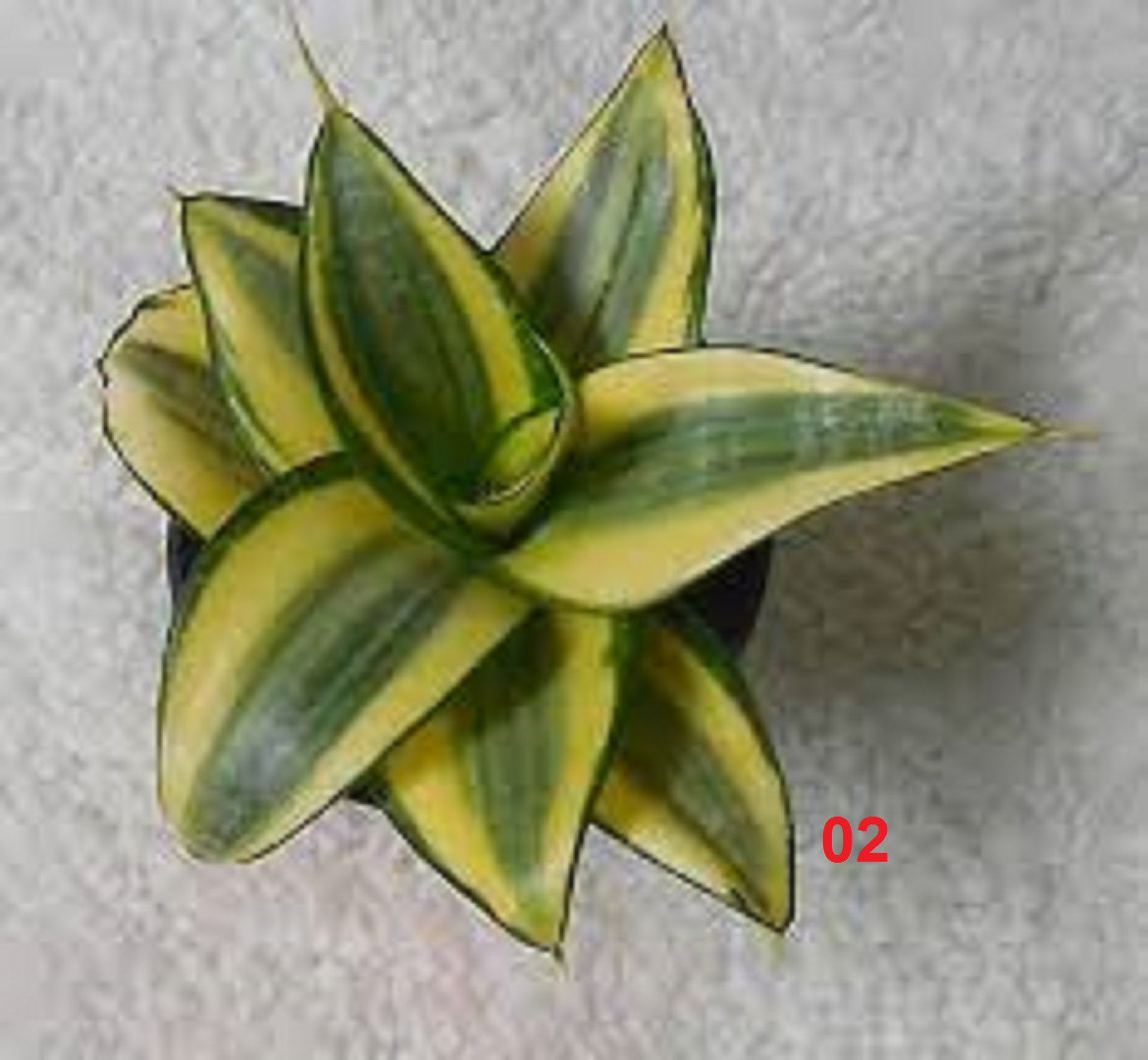 Sansevieria trifasciata