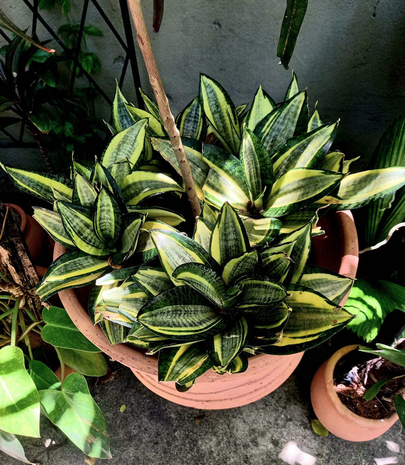 Sansevieria cylindrica