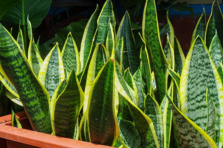 Sansevieria hahnii