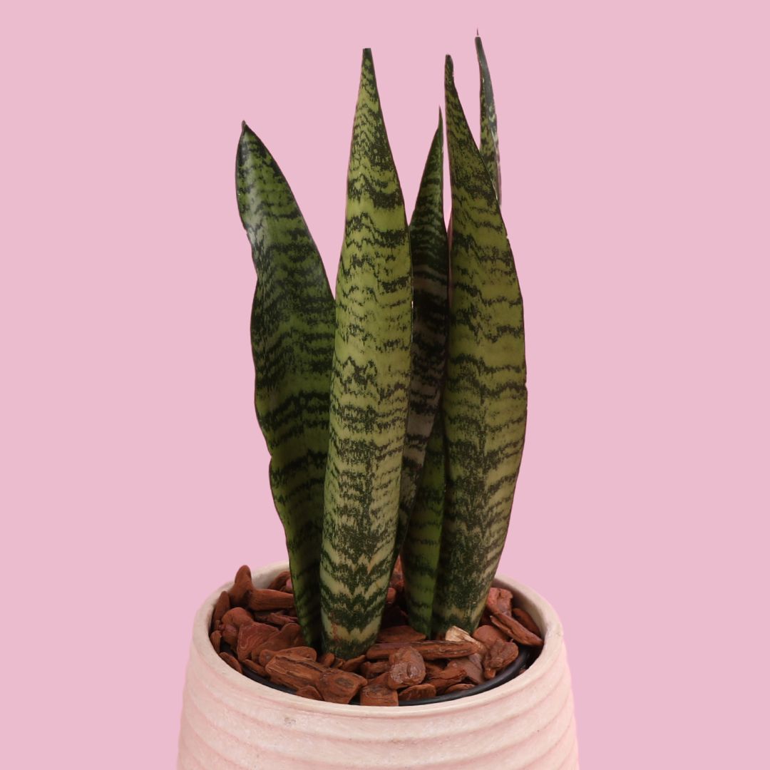 Sansevieria 'Laurentii'
