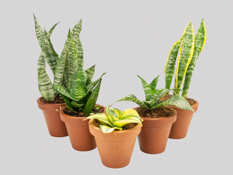 Sansevieria 'Moonshine'