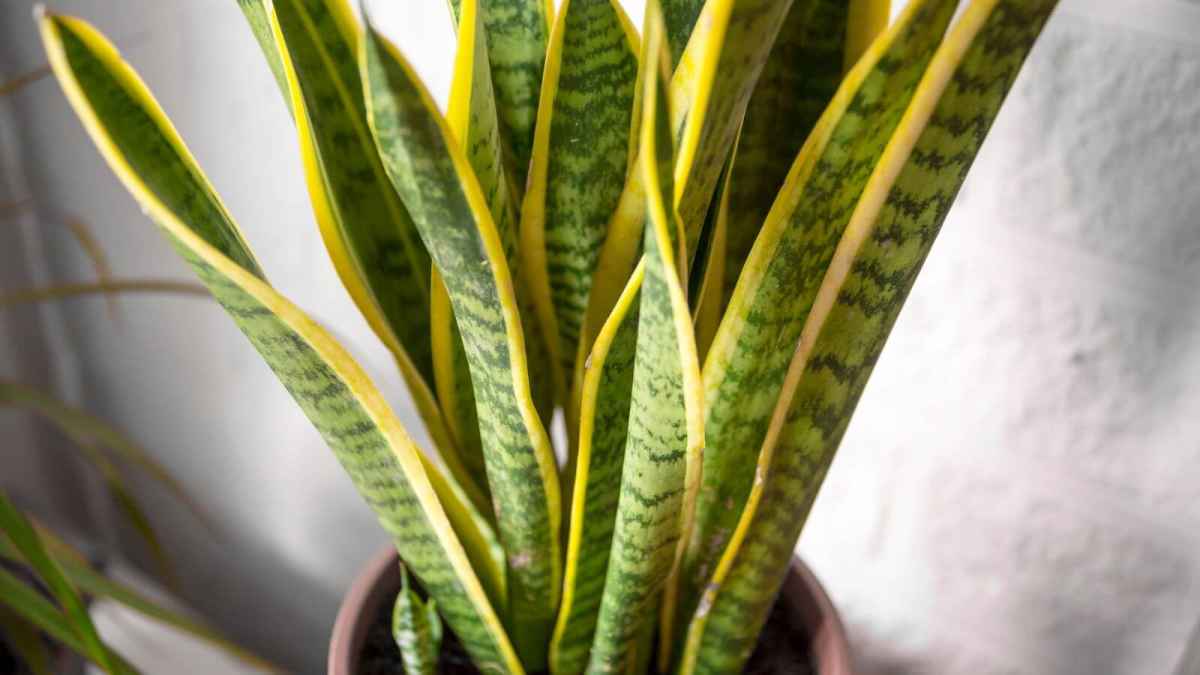 Sansevieria ehrenbergii