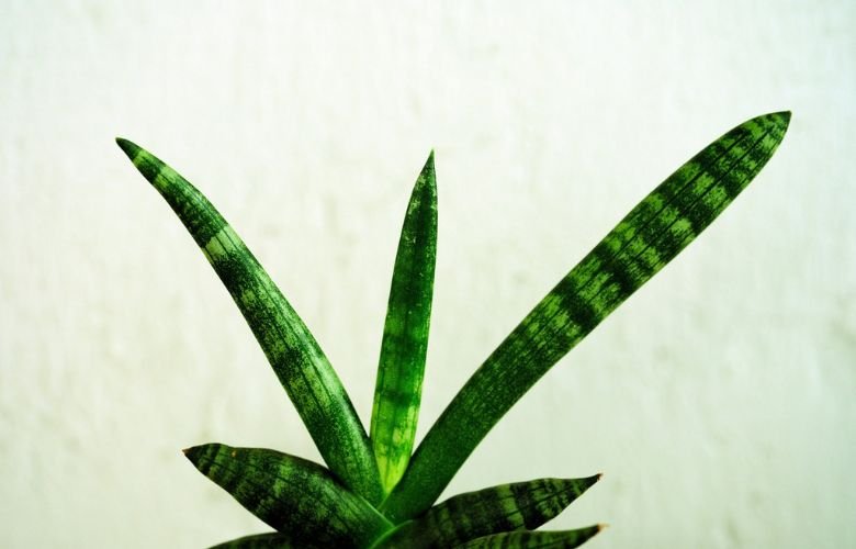 planta espada de são jorge