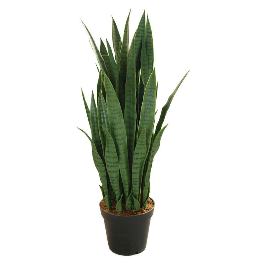 Dracaena