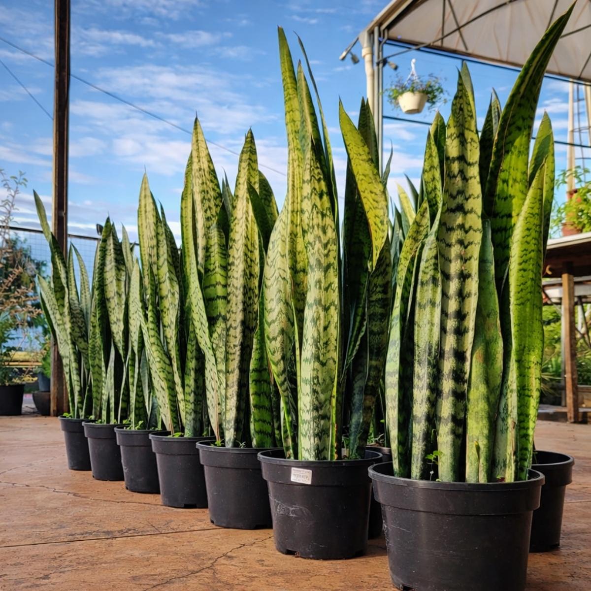 Sansevieria