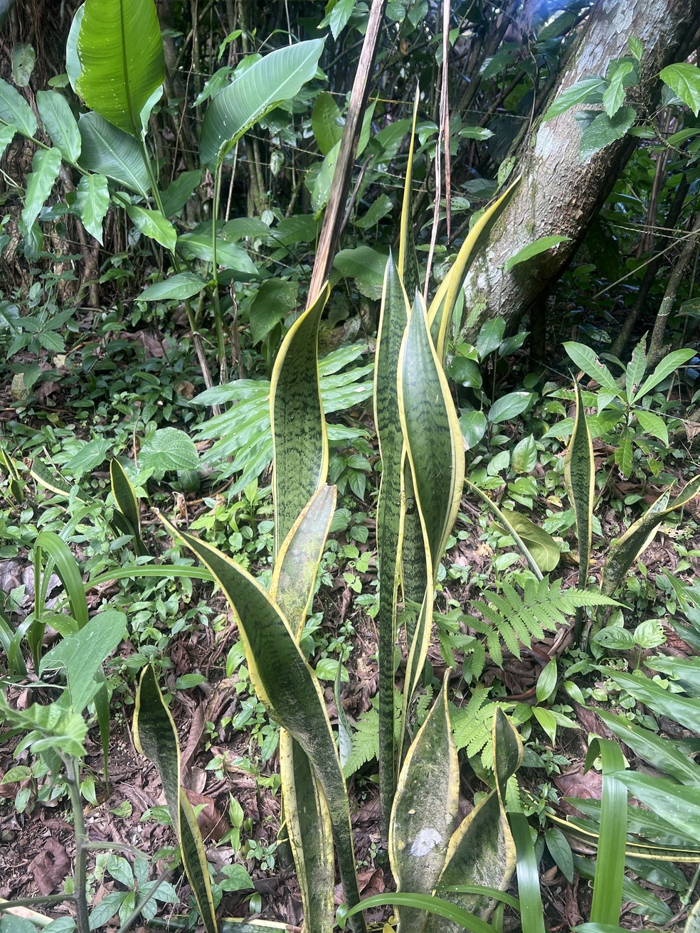 Coroa Dinamarquesa