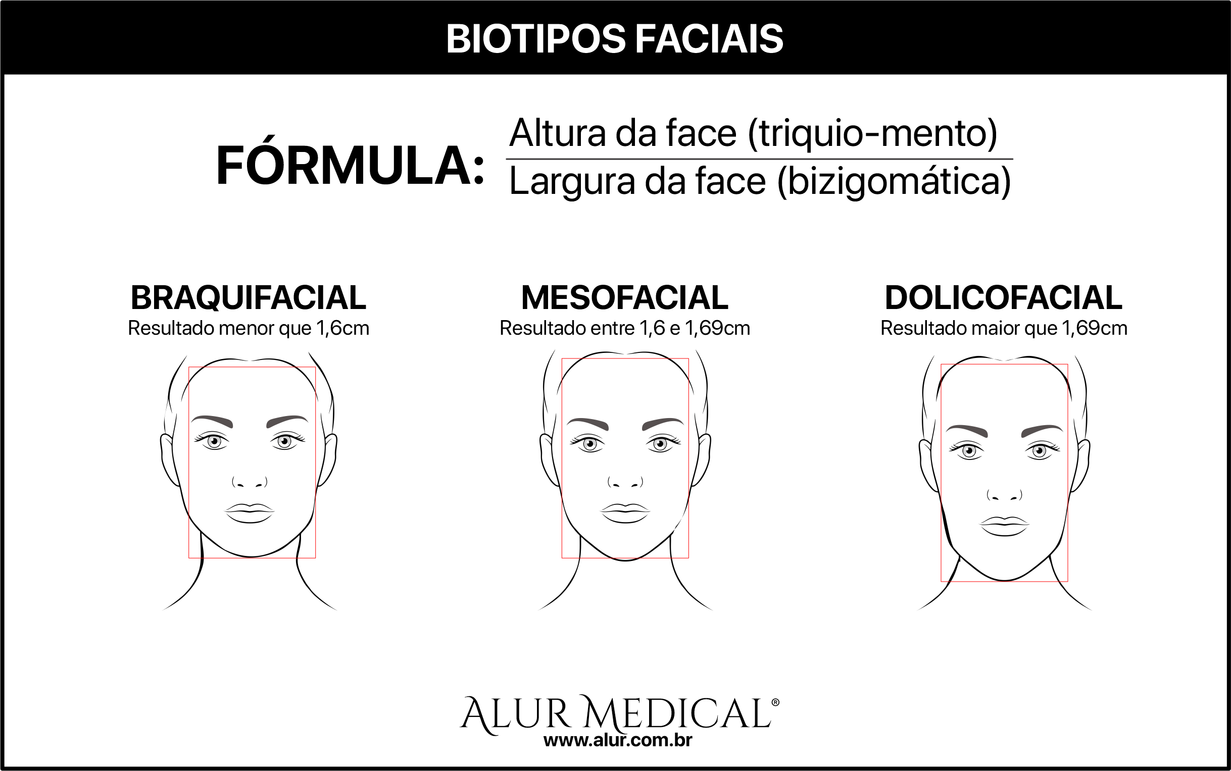 anatomia facial