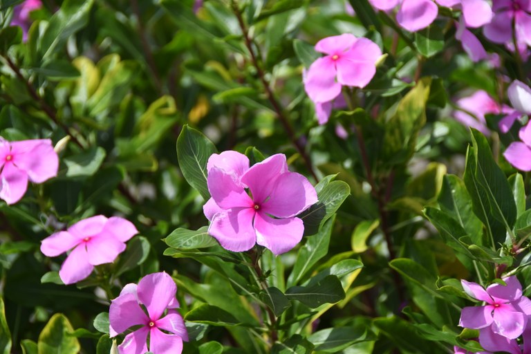 vinca planta