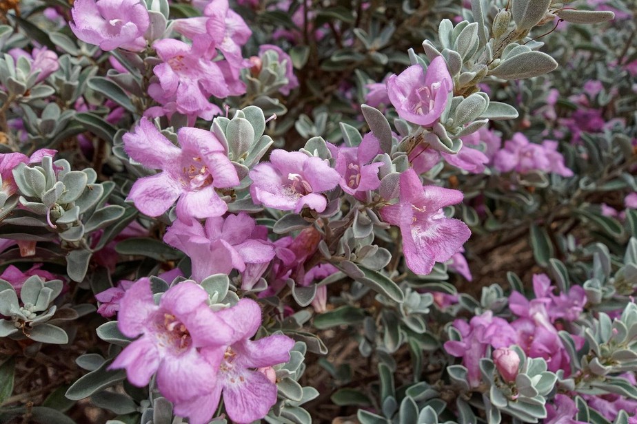 Leucophyllum frutescens cultivo