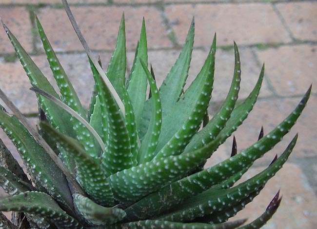 Plantas com a letra Z