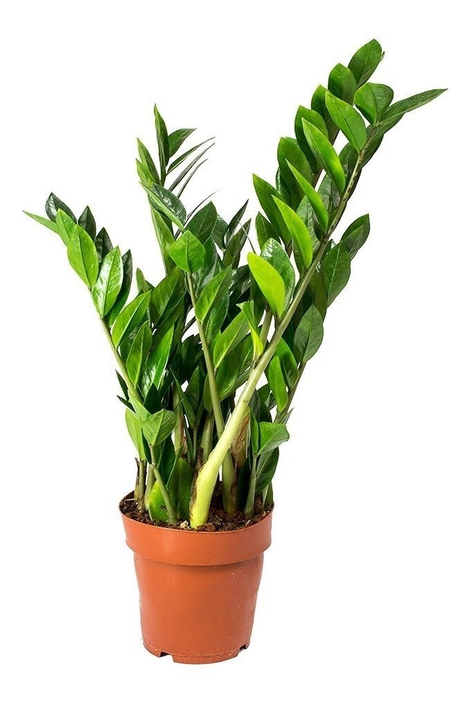 Nomes de flores raras