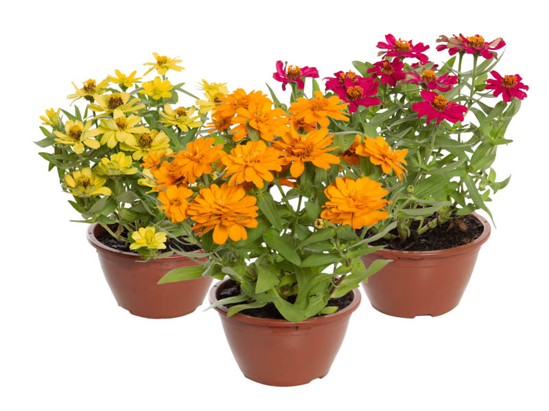 Plantas com a letra Z