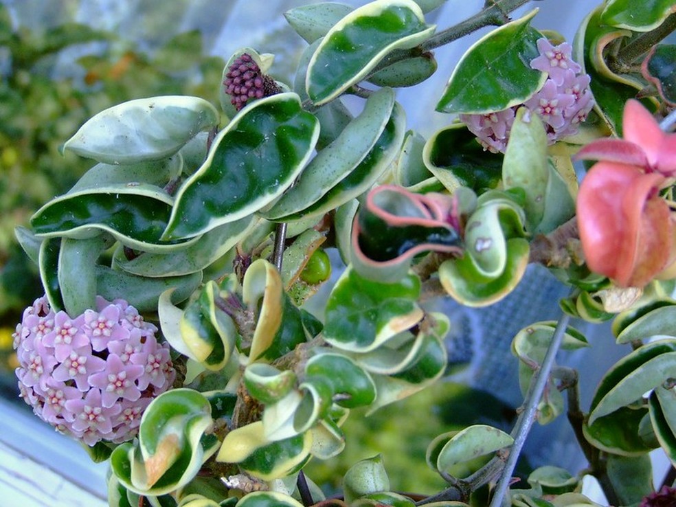 Tipos de flor de cera