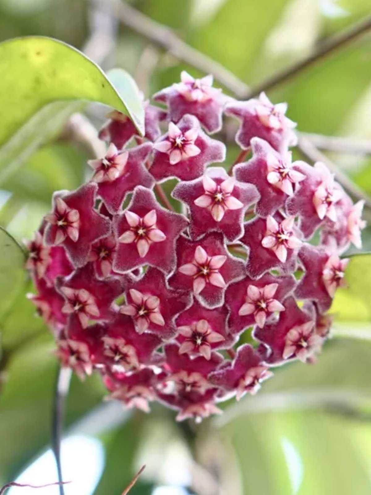 Hoya Pubicalyx variedades