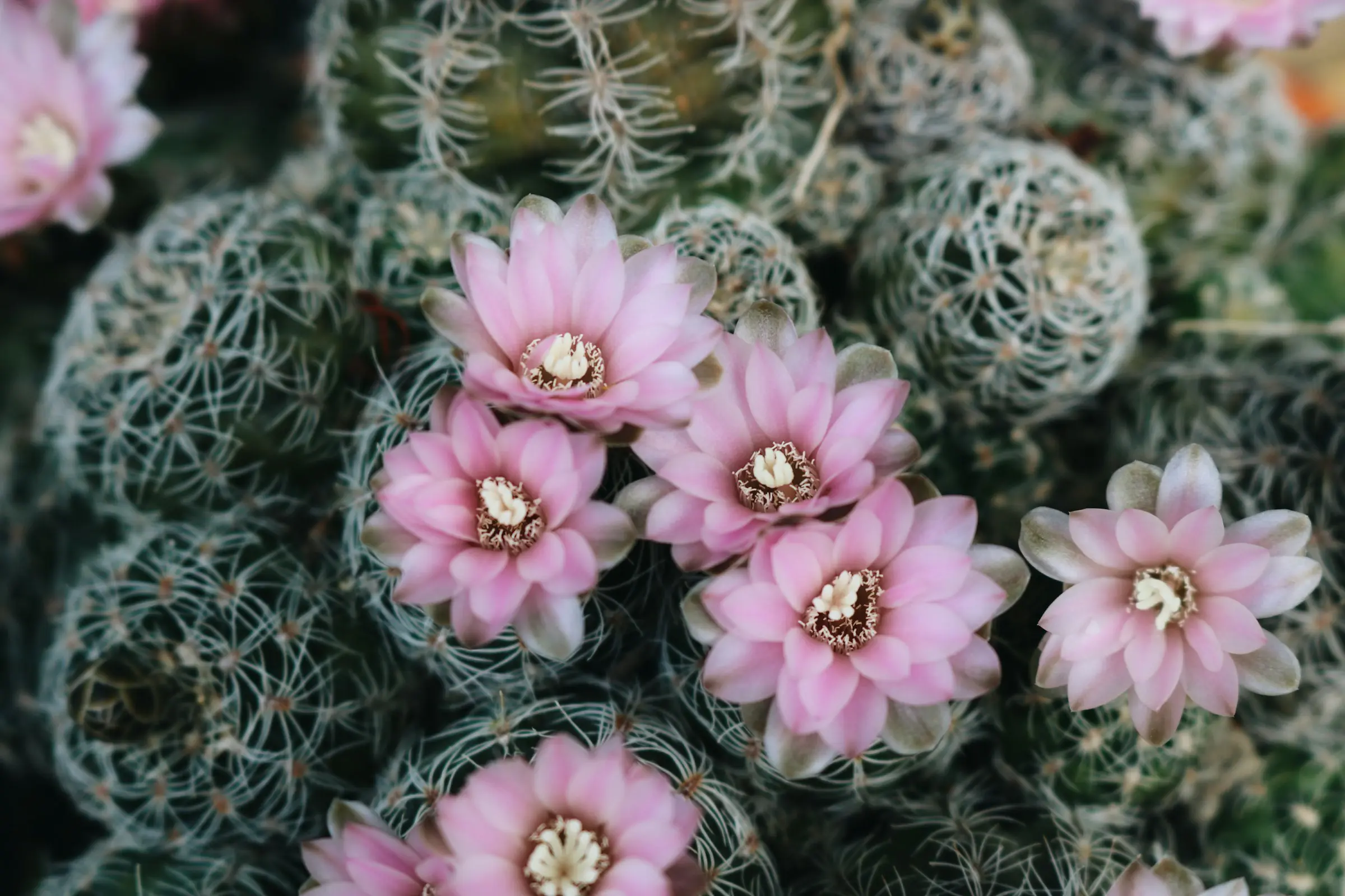 flor de mandacaru