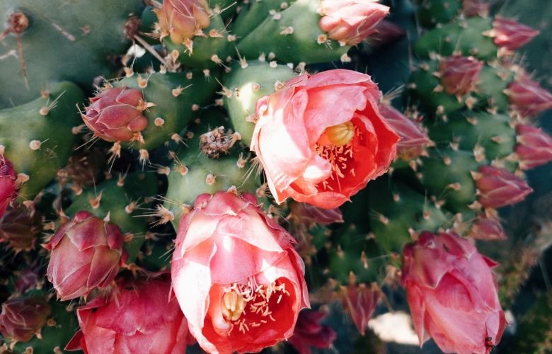 cactos que dão flores