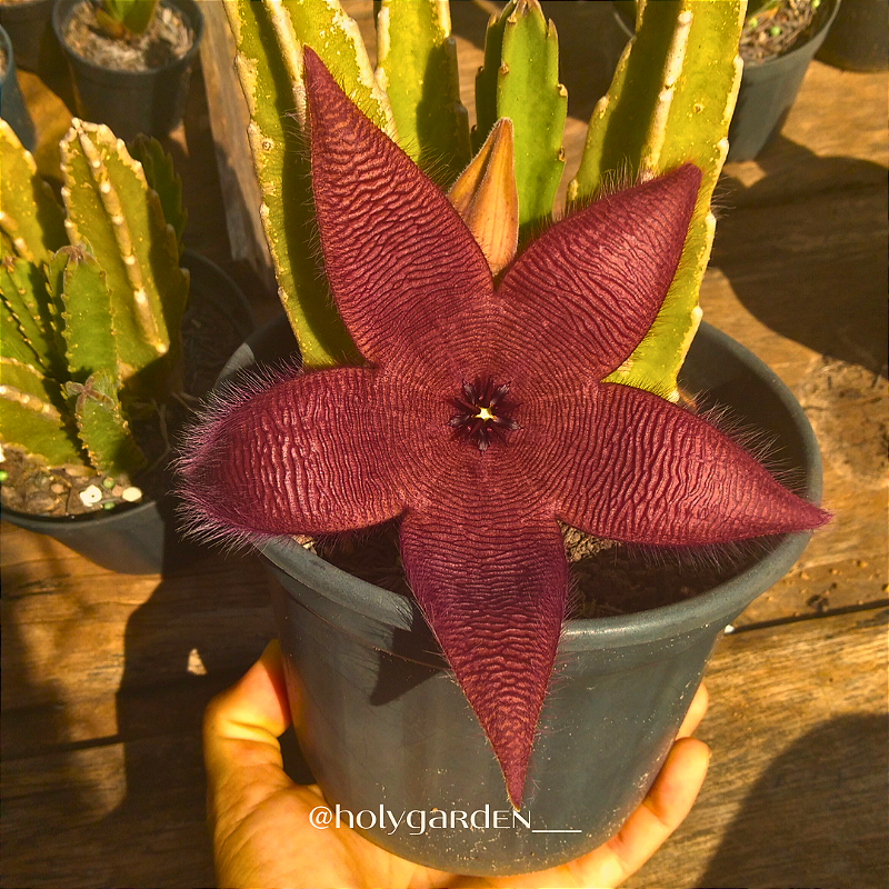 cuidados com cactos para florir