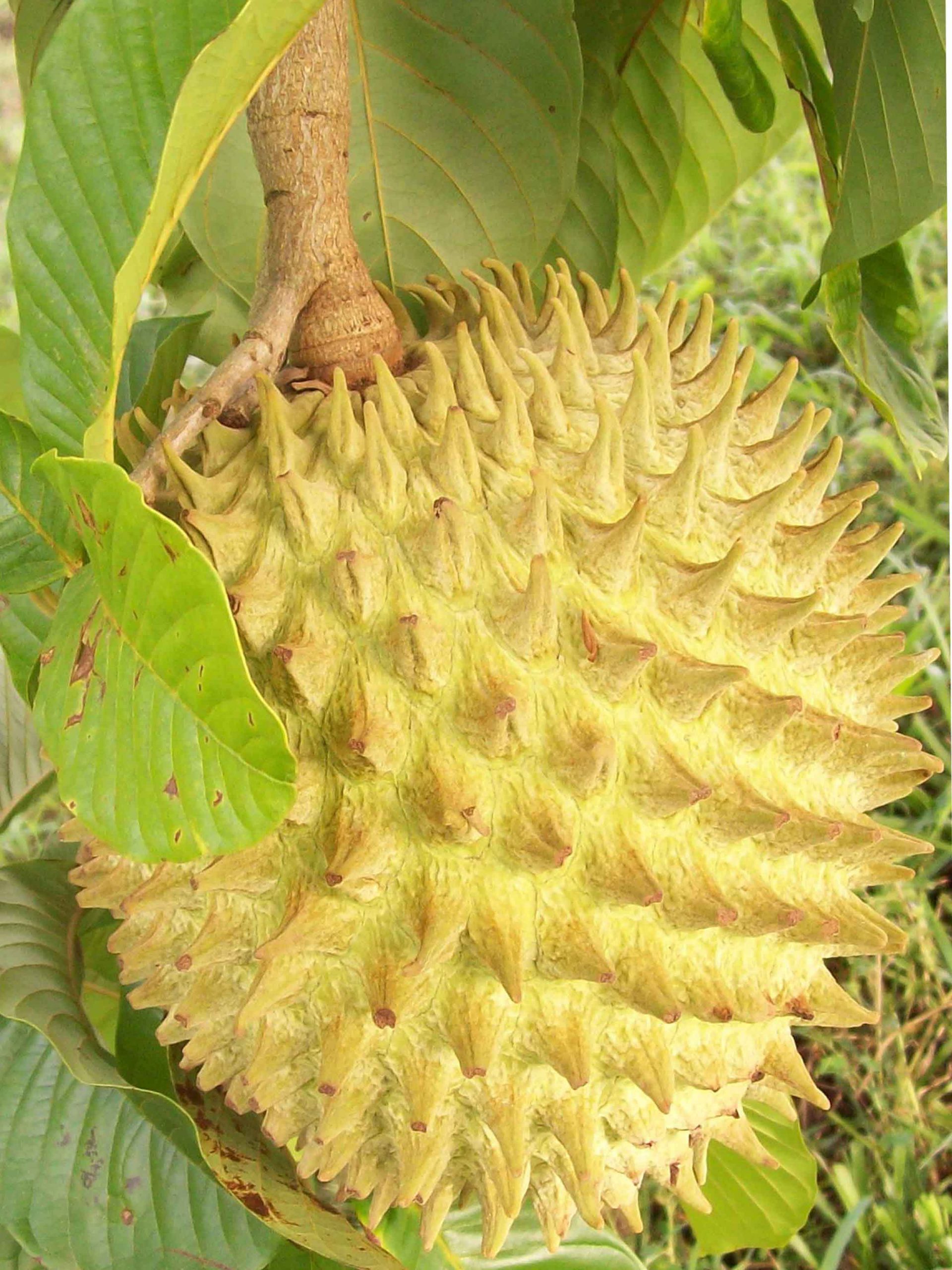 receitas com frutas com B