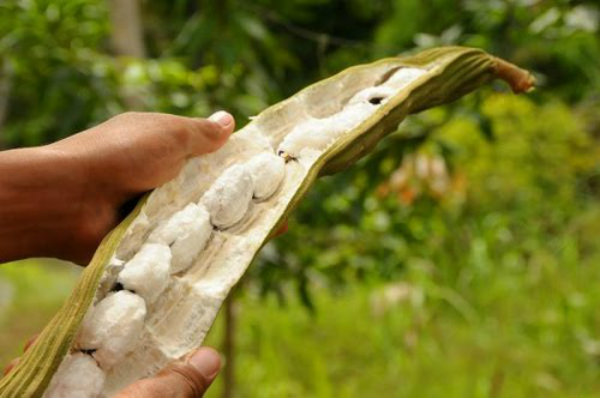 lista de frutas com a letra i
