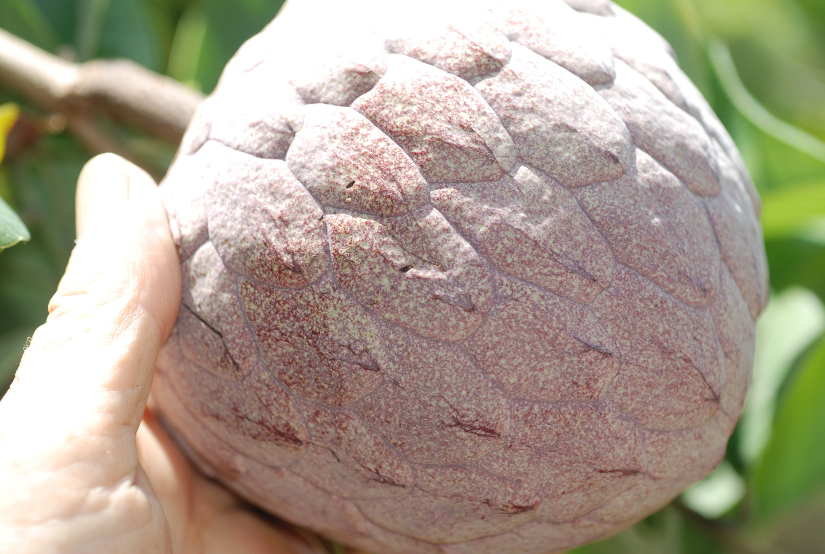 frutas brasileiras com i