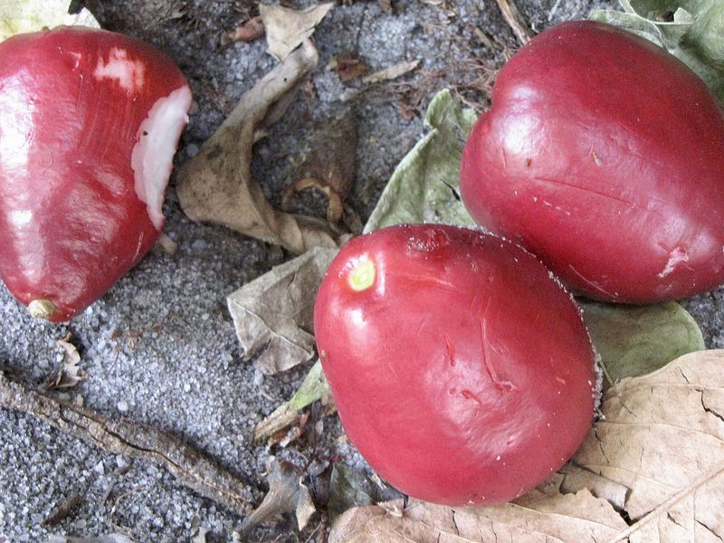 araticum fruta