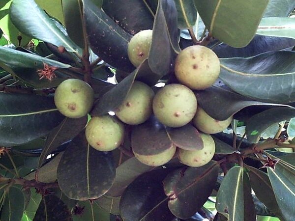 frutas com a letra a exóticas