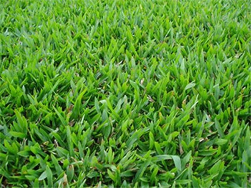 grama sao carlos como plantar