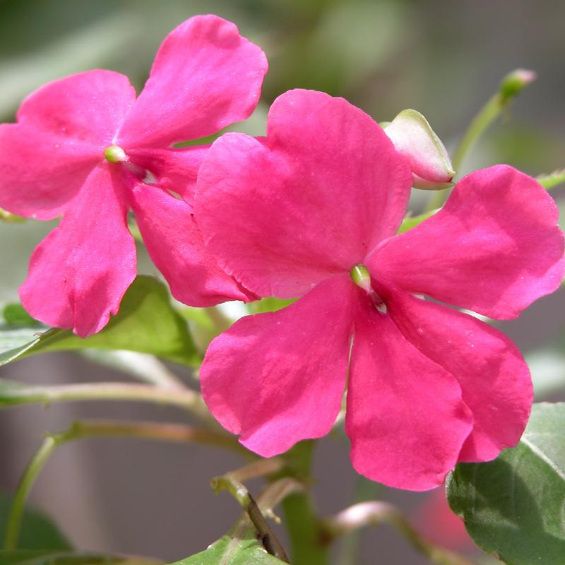 como cuidar de impatiens