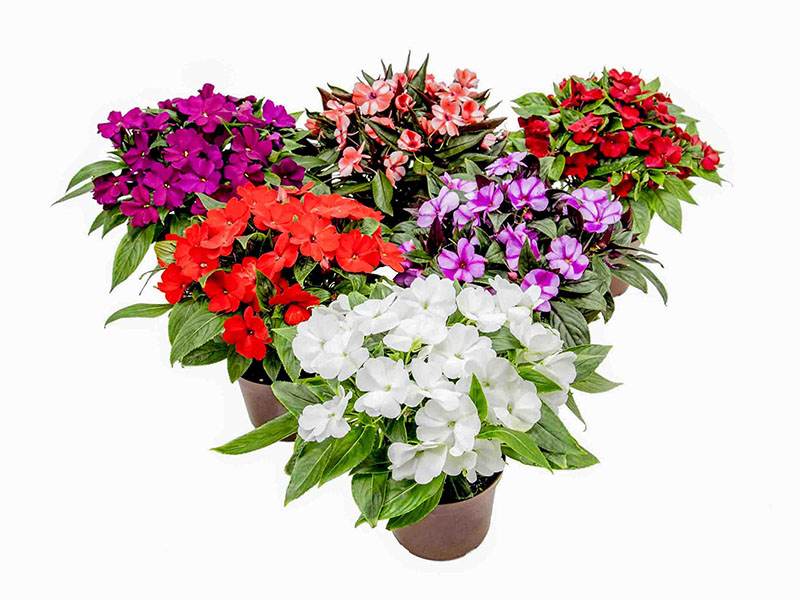 impatiens walleriana