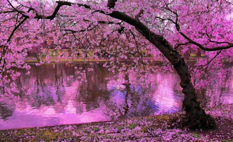 como plantar ipê rosa
