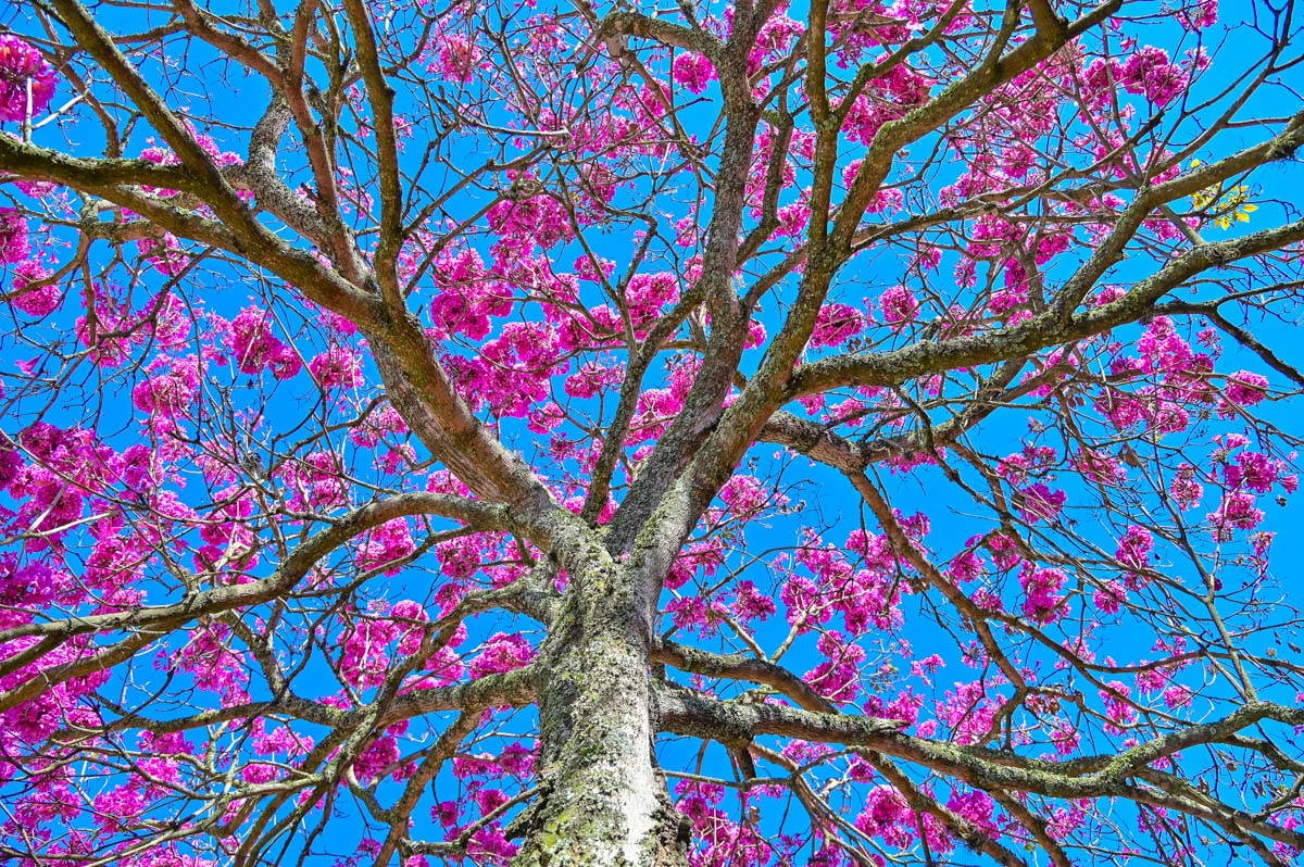 Handroanthus heptaphyllus cultivo