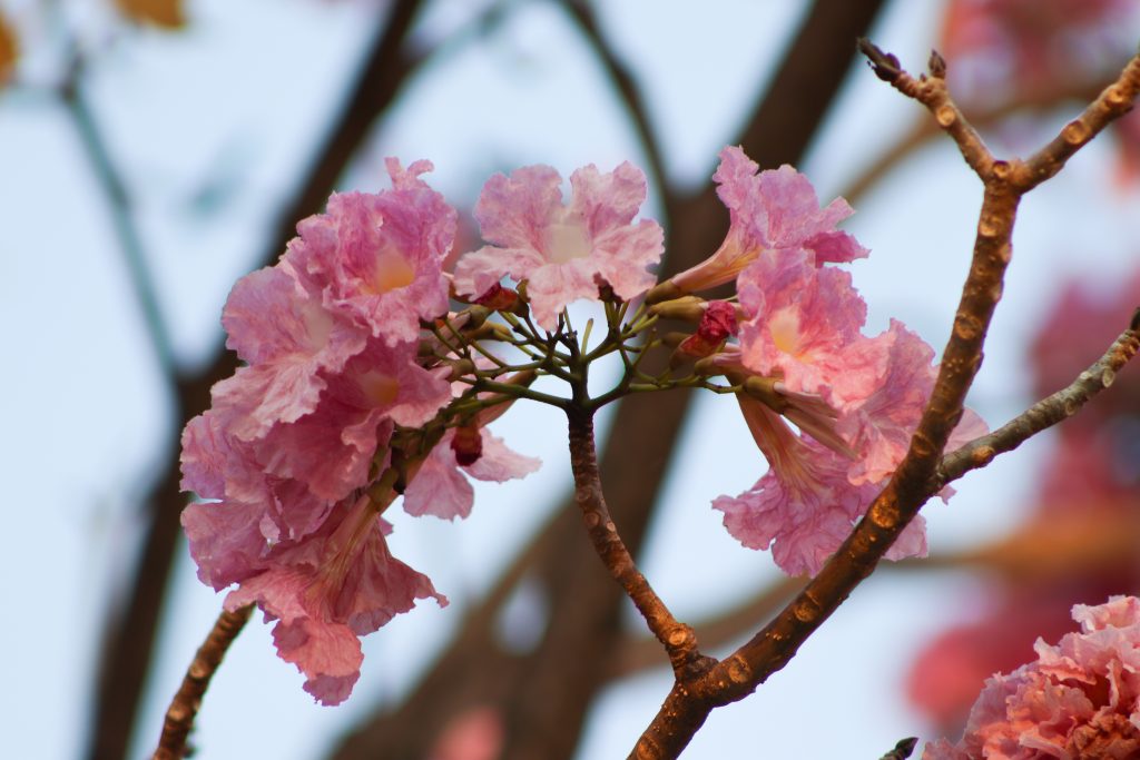 paisagismo com ipê rosa