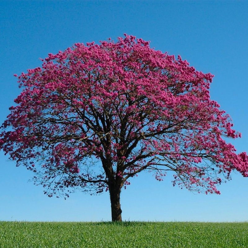 quais plantas plantar embaixo de ipê