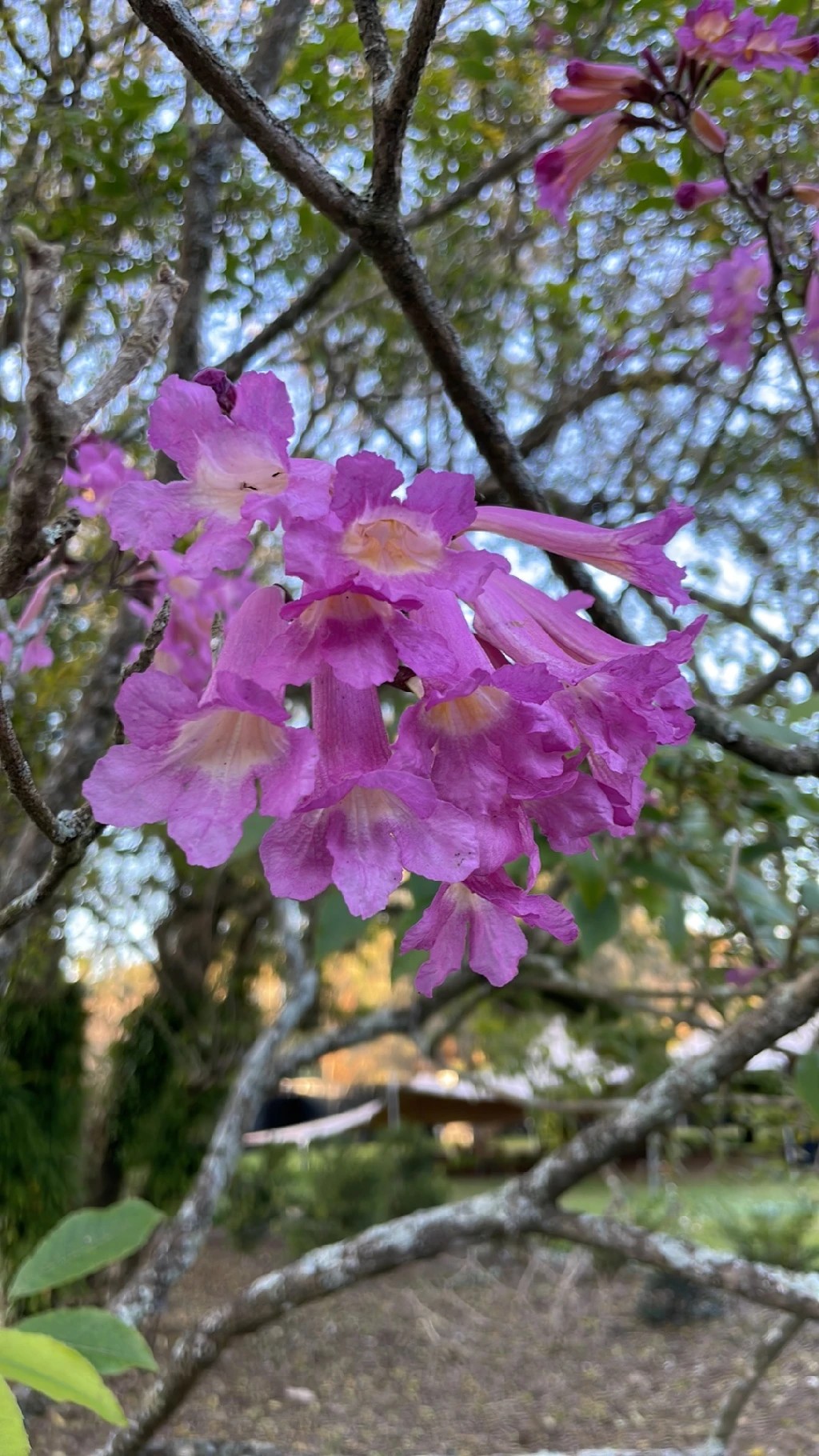 como planejar jardim com ipê rosa