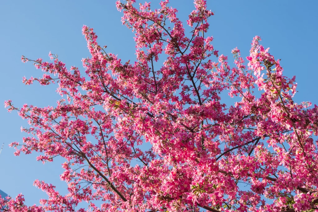 paisagismo com ipê rosa