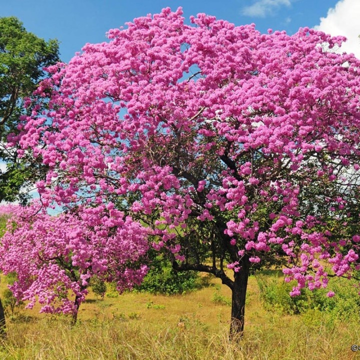 quais plantas plantar embaixo de ipê