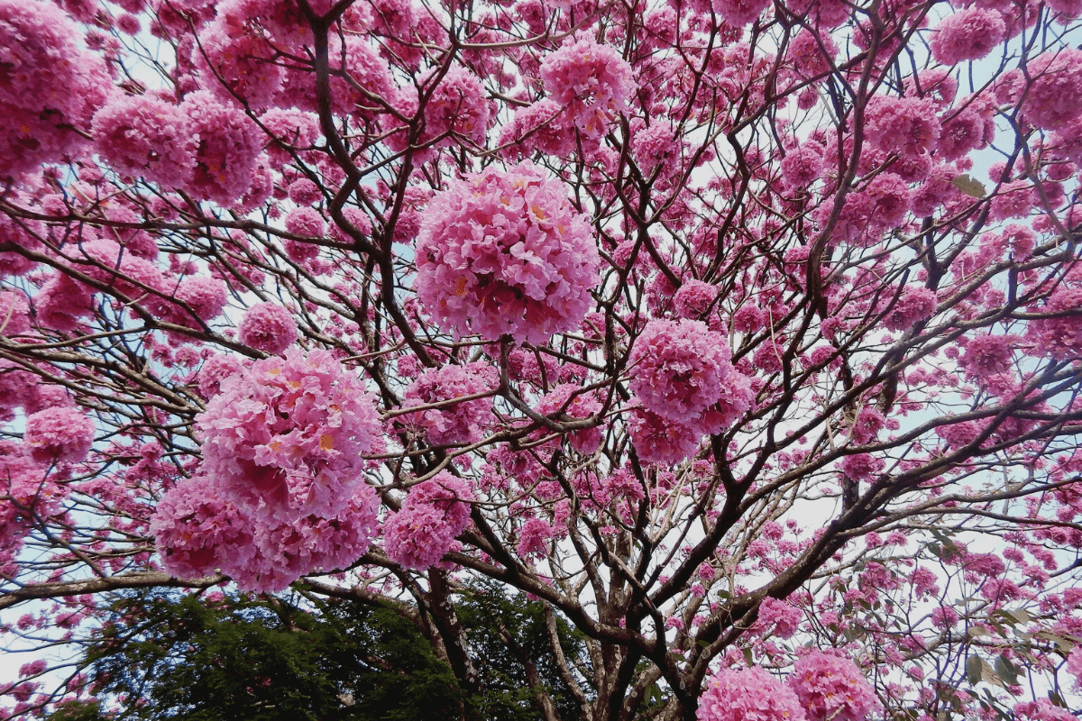 paisagismo com ipê rosa