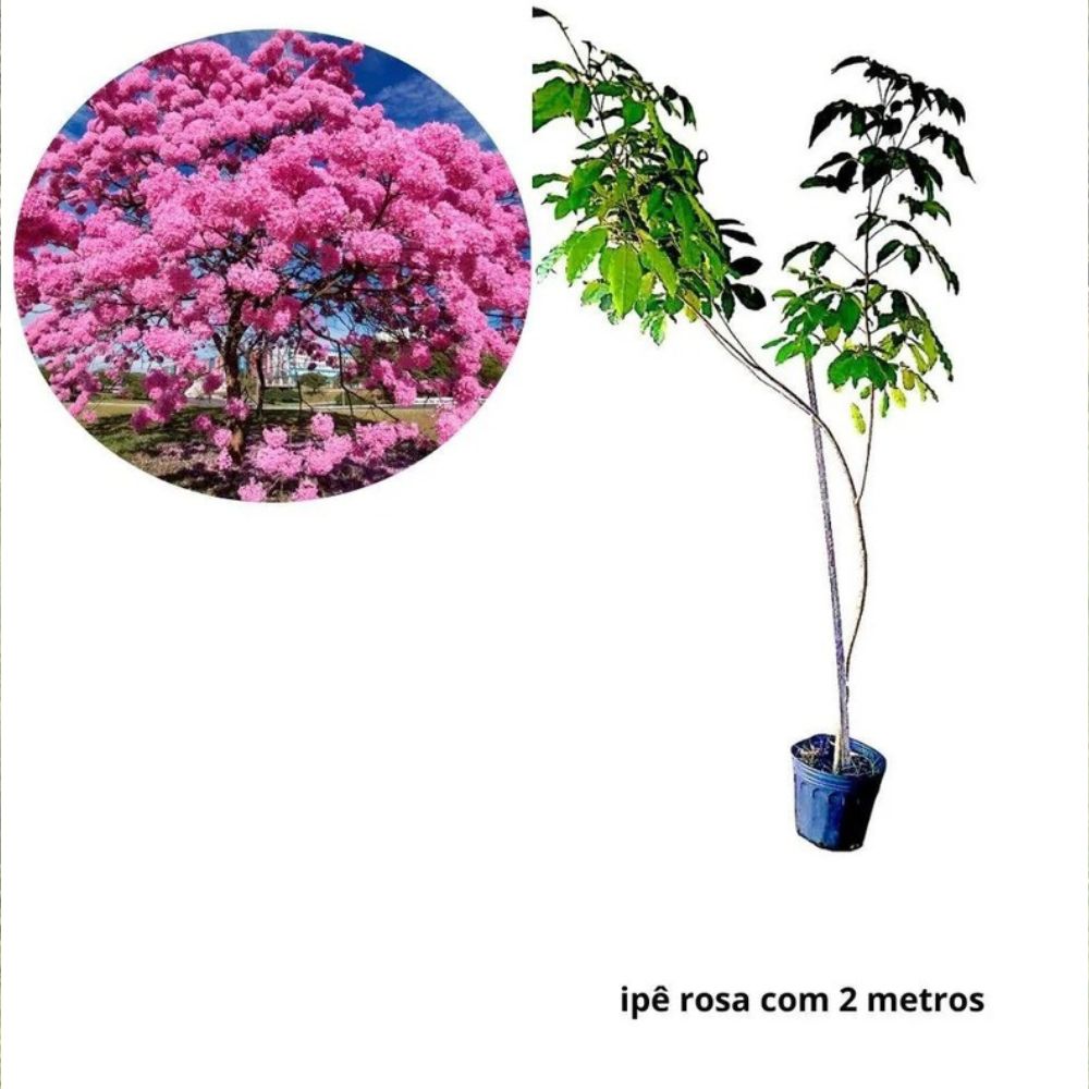 quais plantas plantar embaixo de ipê