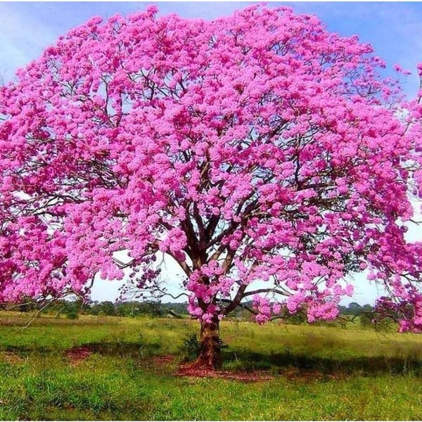 como cultivar ipê rosa em vaso