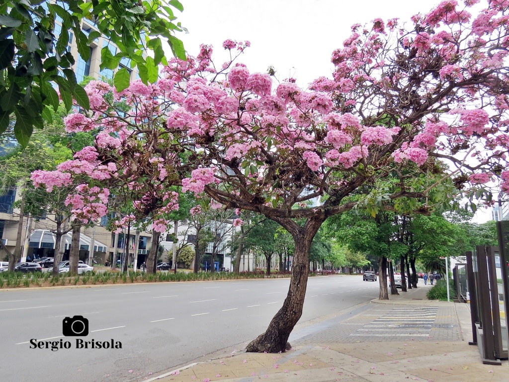 paisagismo para varandas de apartamento