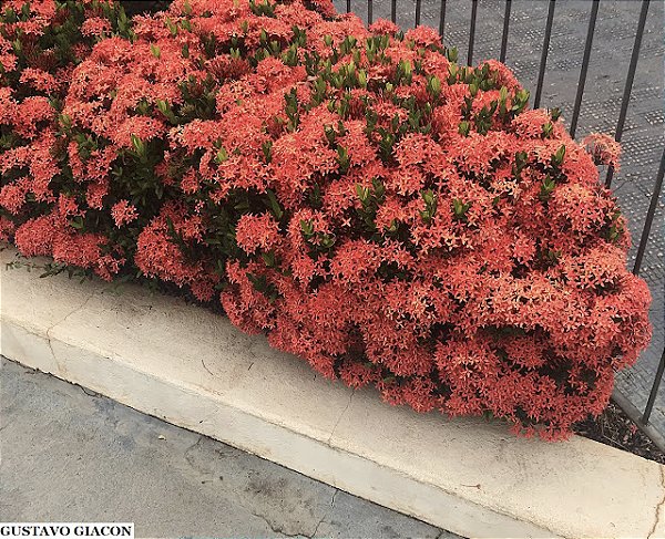 Ixora Anã