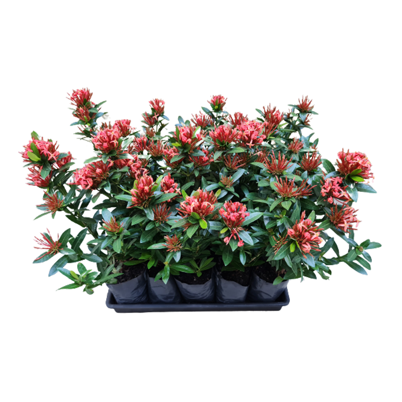 Dwarf Ixora