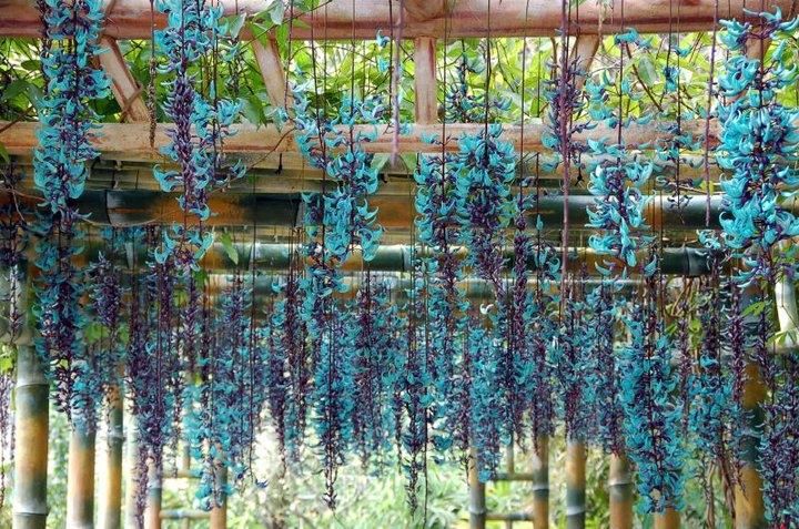 planta trepadeira azul