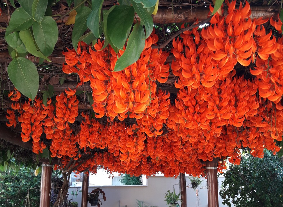 Mucuna bennettii cuidados