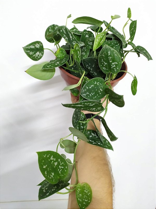 Scindapsus pictus cuidados